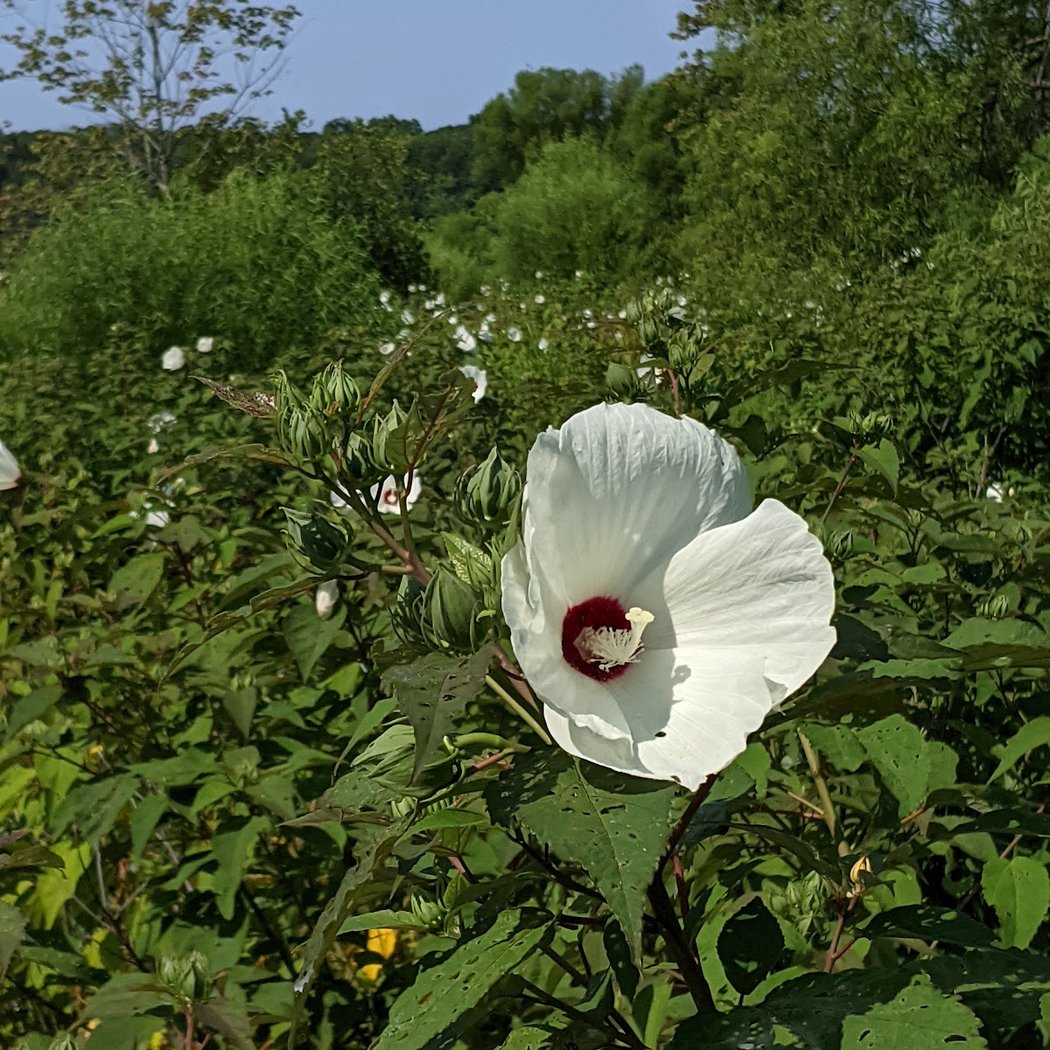 Fall Wildflowers ID Sketch Hike