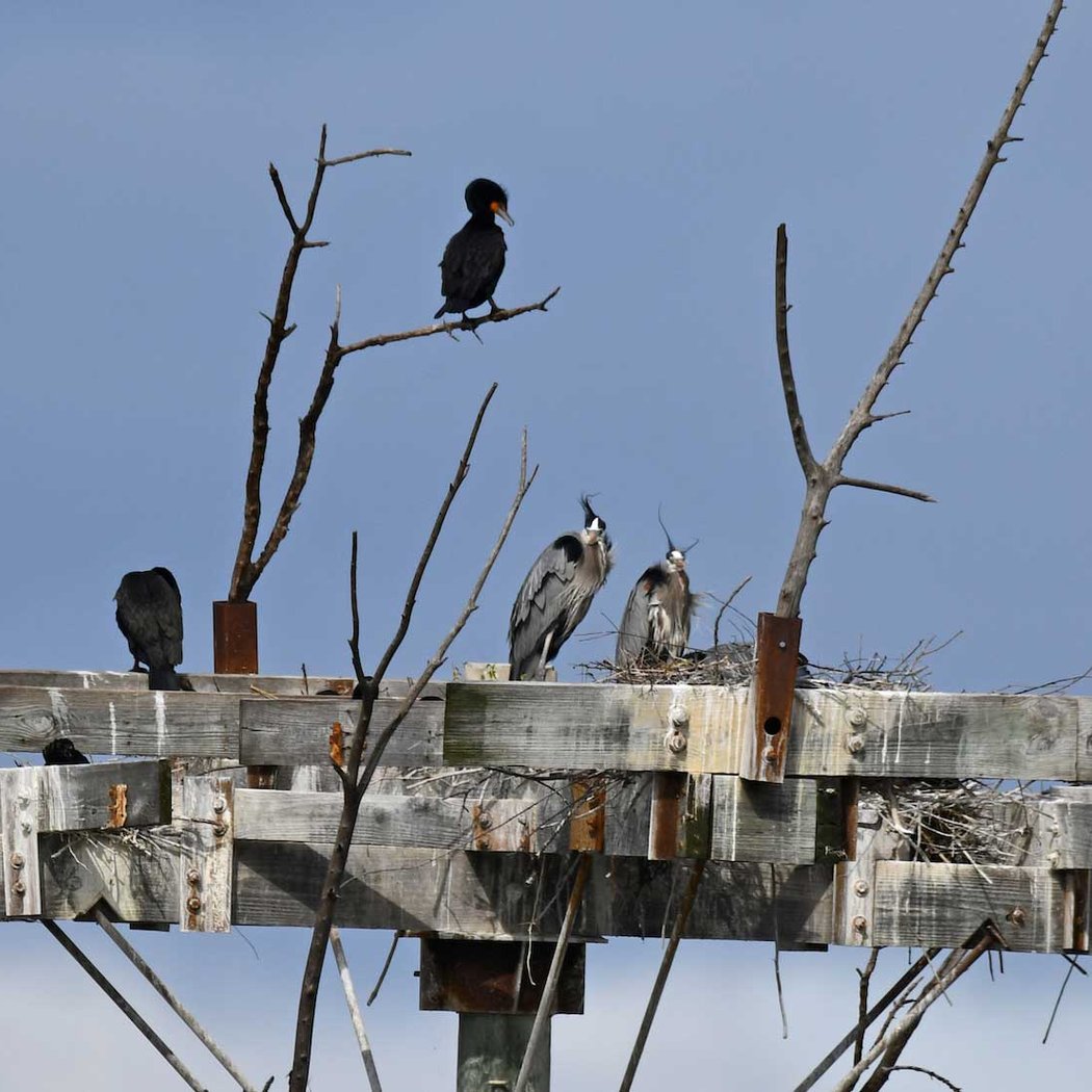 Lake Renwick Migratory Bird Viewing 4