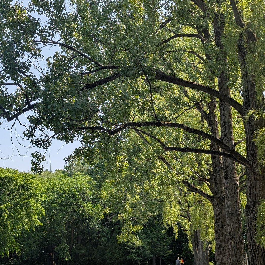 Arboretum of Domaine Maizerets 3