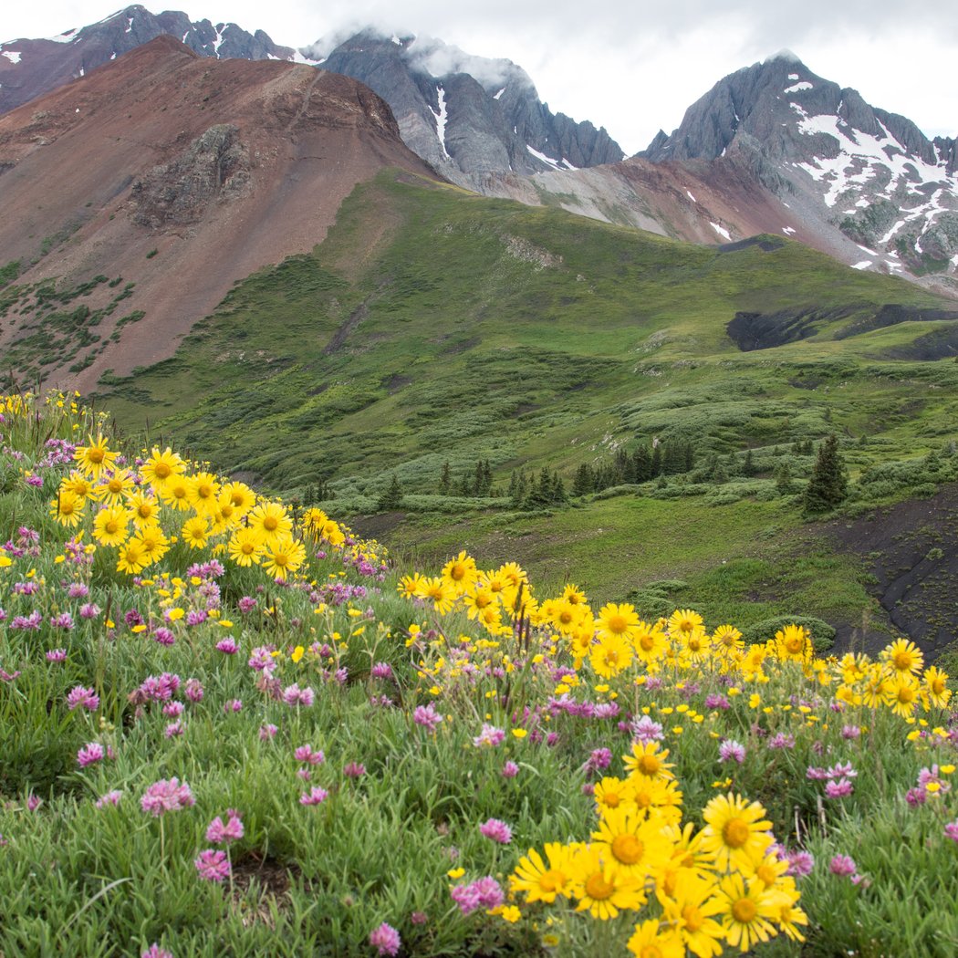 Guided Wildflower Hike - Baldy Mountain Meadows 2