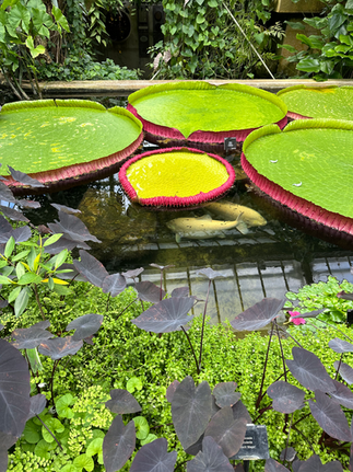 Princess of Wales Conservatory 4