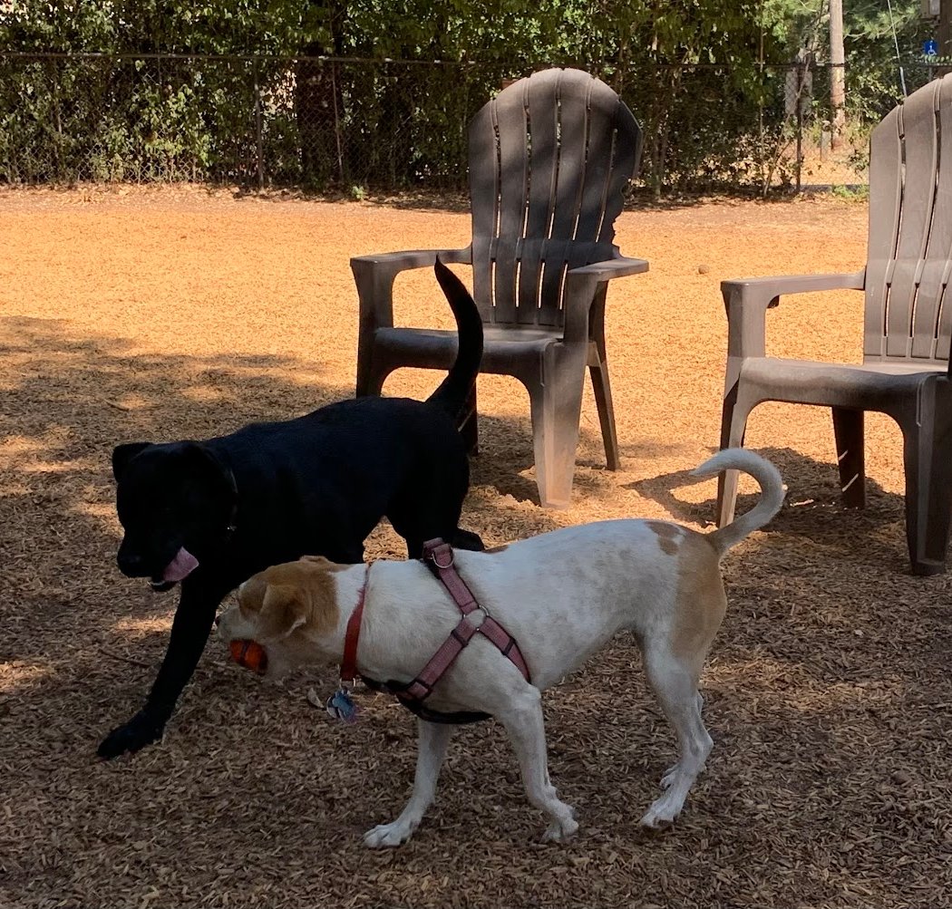 Ernest Holman Memorial Dog Park 3