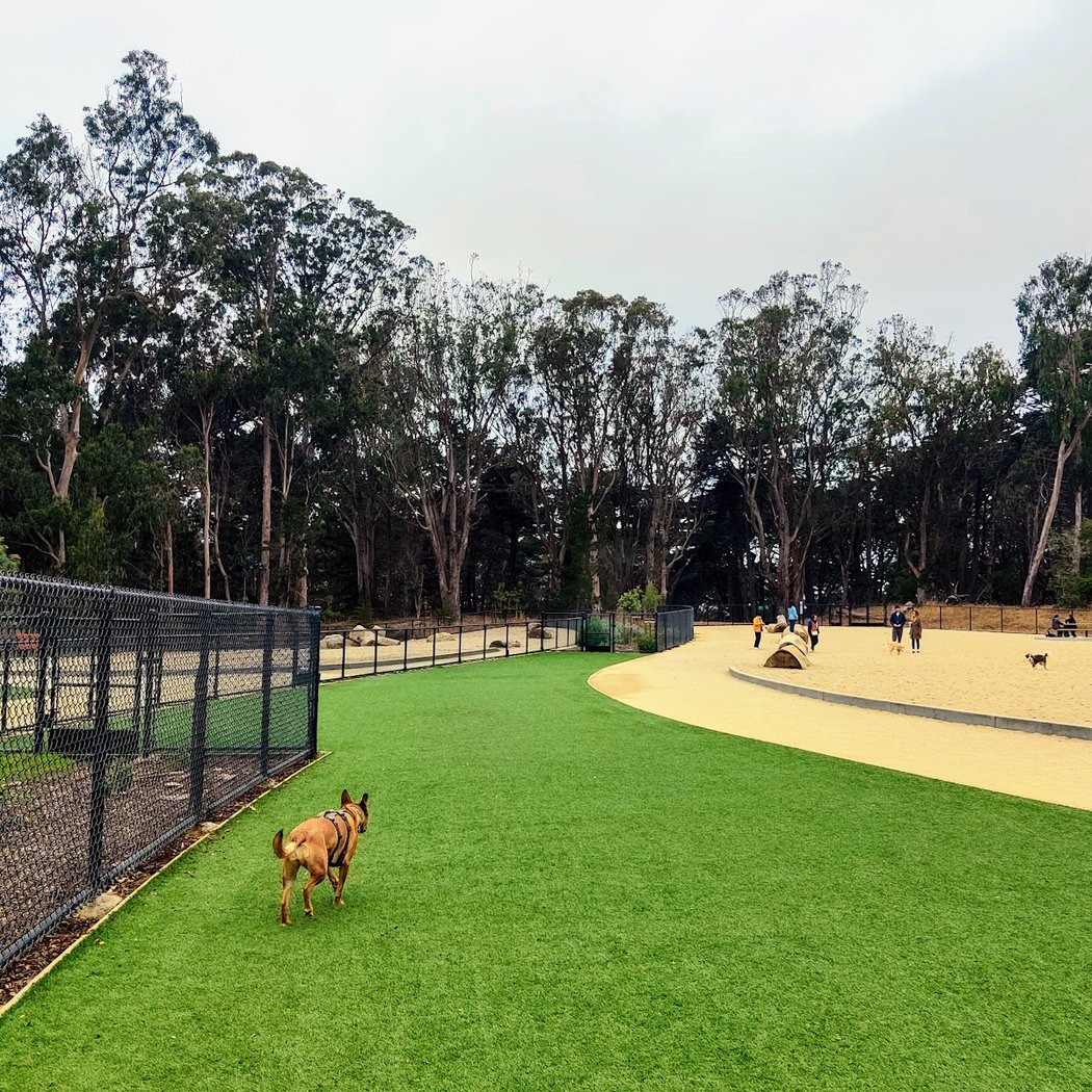 Golden Gate Park Dog Training Area 3