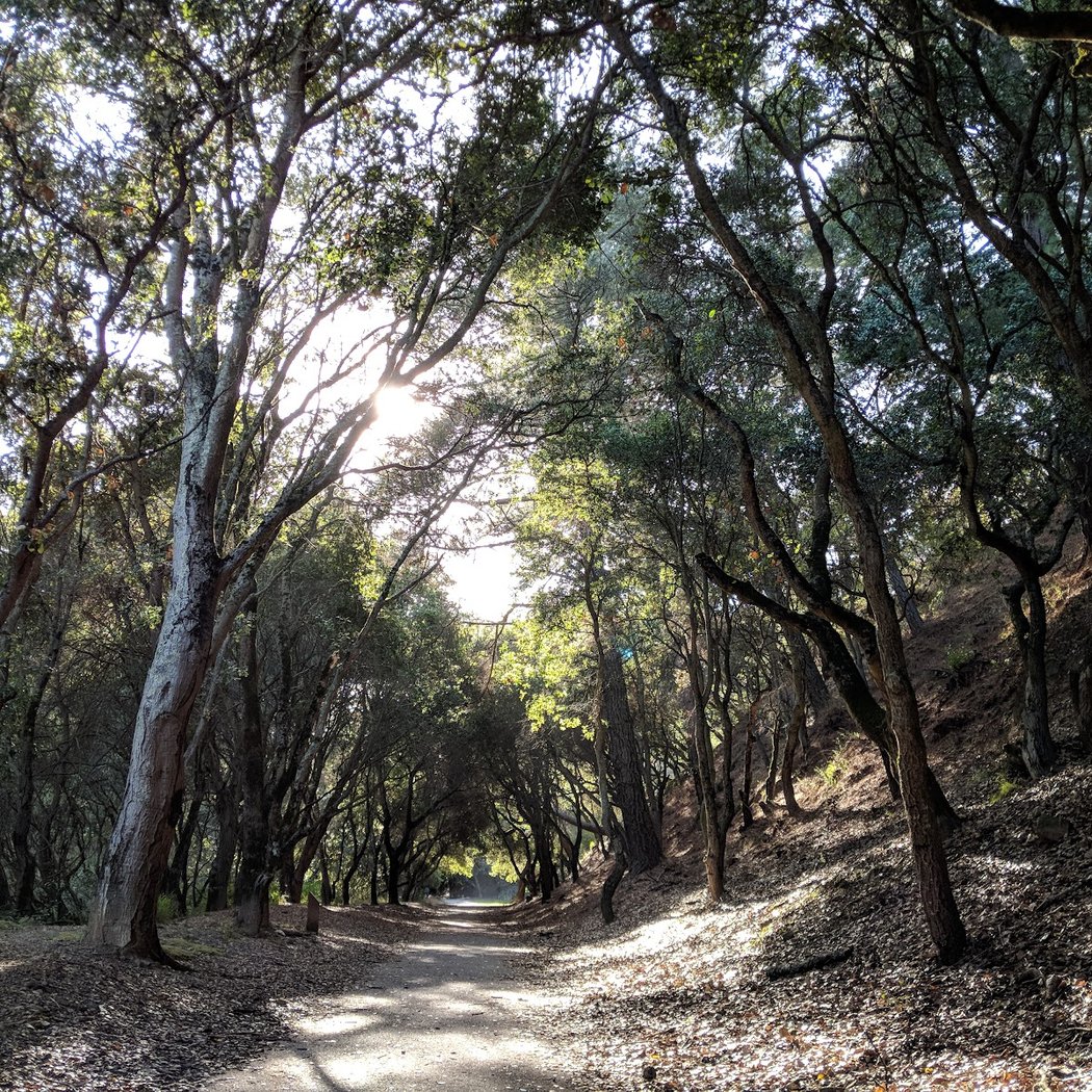 Shepherd Canyon Park 1