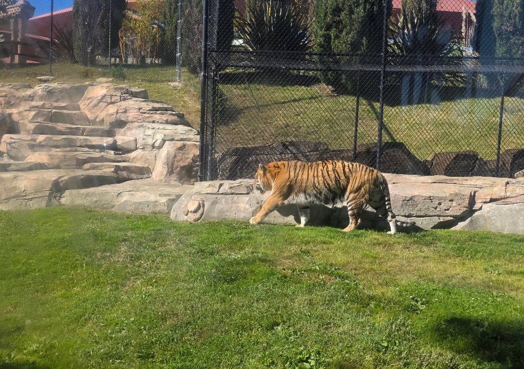 Odin's Temple of the Tiger 2