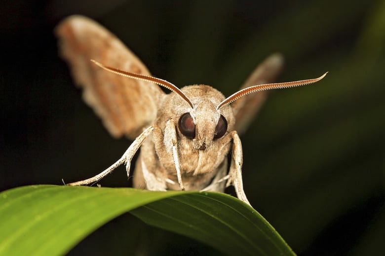 Arboretum After Dark: Insects at Night 2