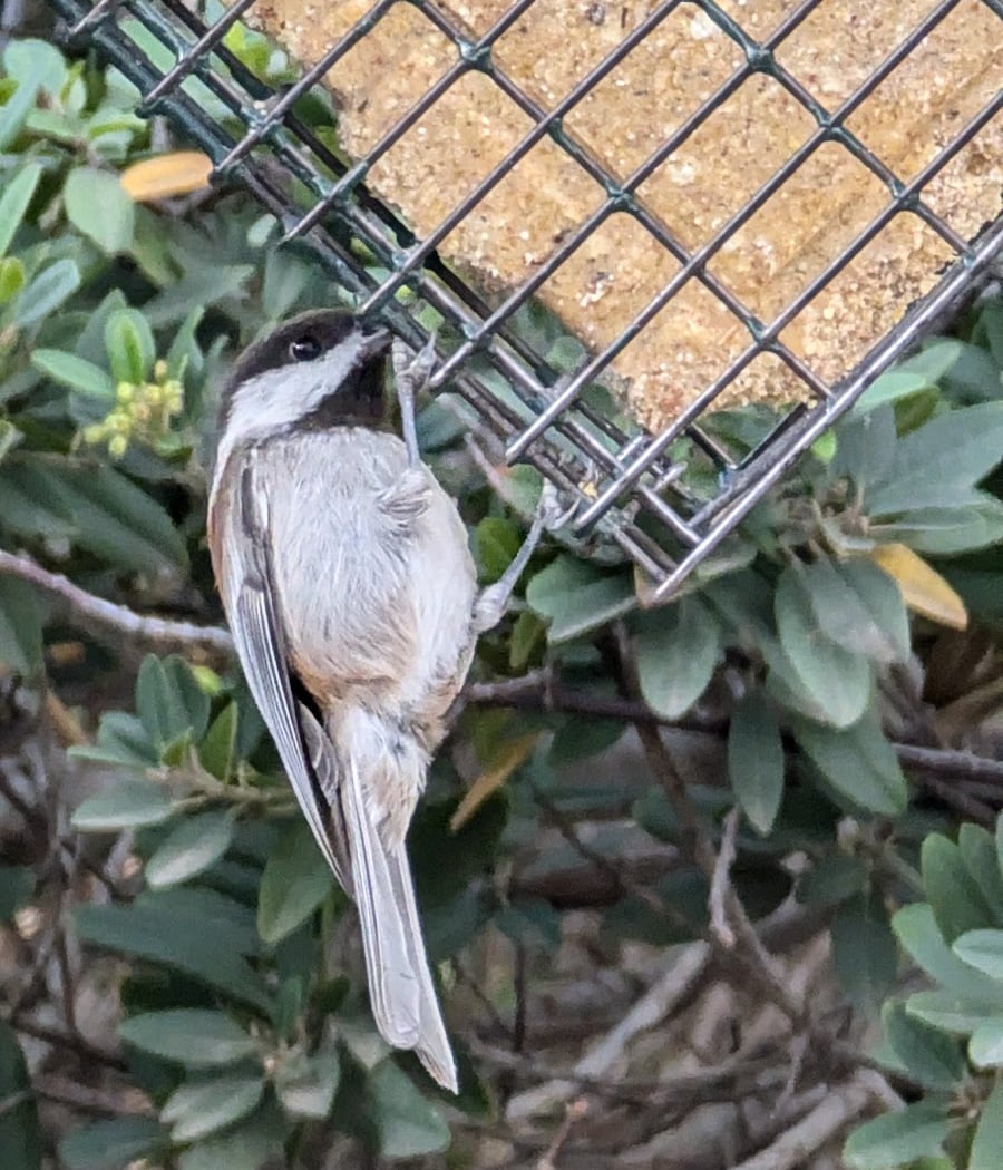 Santa Clara Valley Bird Alliance Event 3
