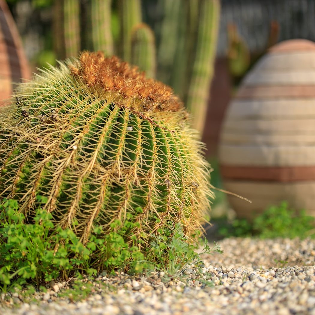 Succulent Garden 2