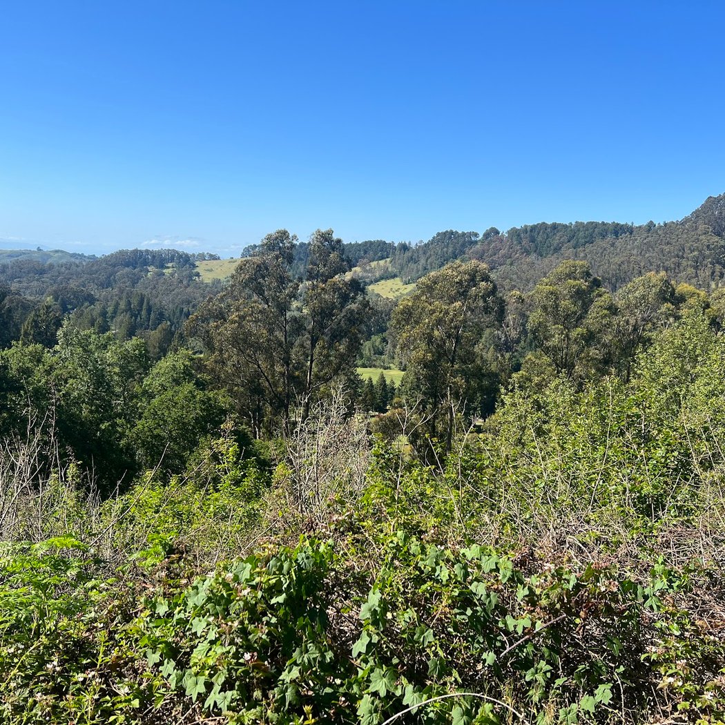 Grizzly Peak Trail 3