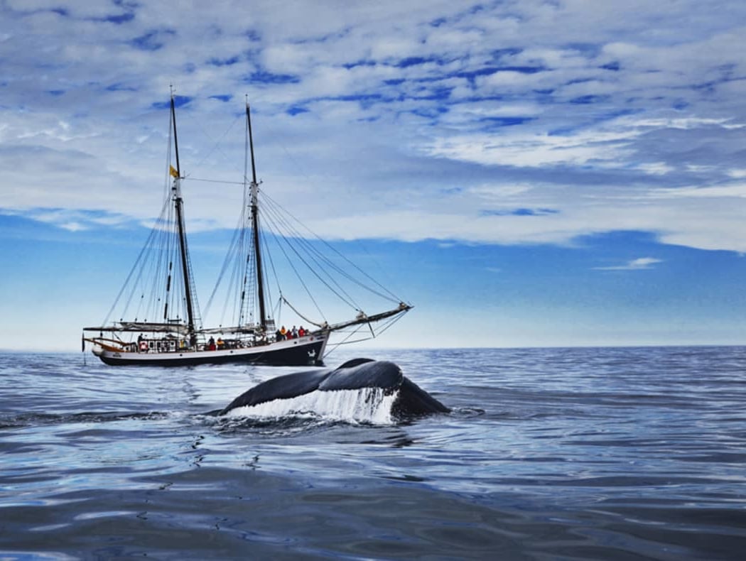 Silent Whale Watching (Carbon-Neutral) 2