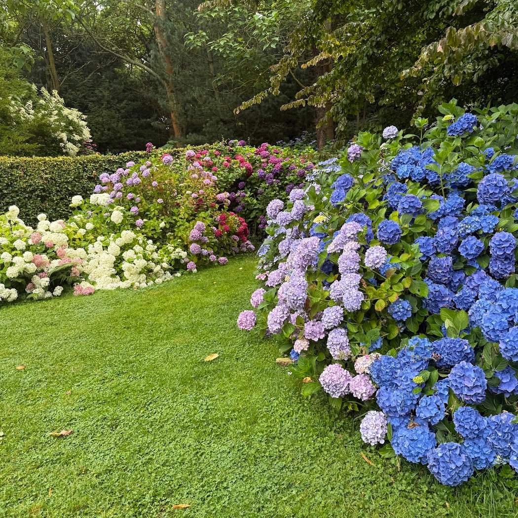 Jardin Shamrock 2
