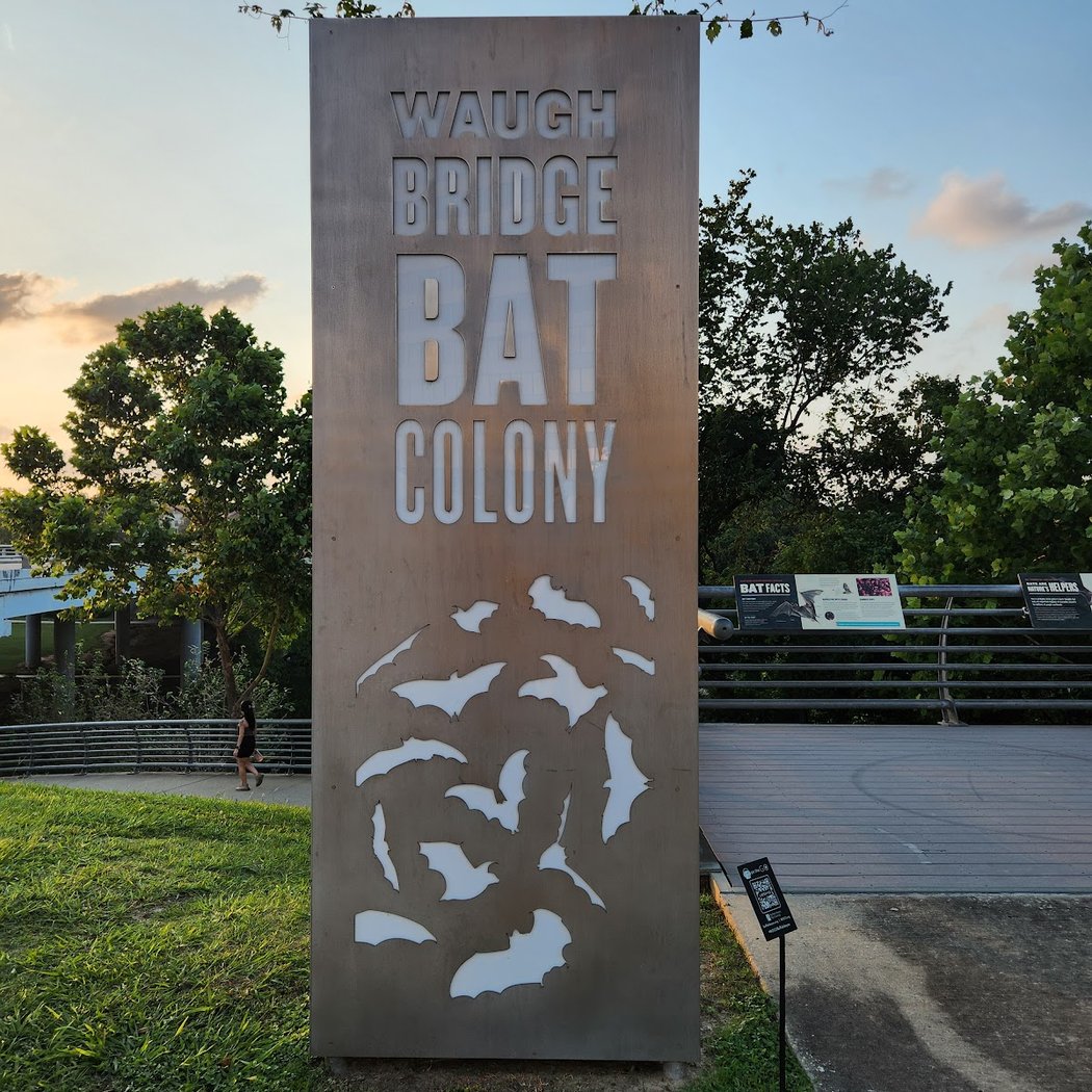 Summer Species: Bat Chats 2
