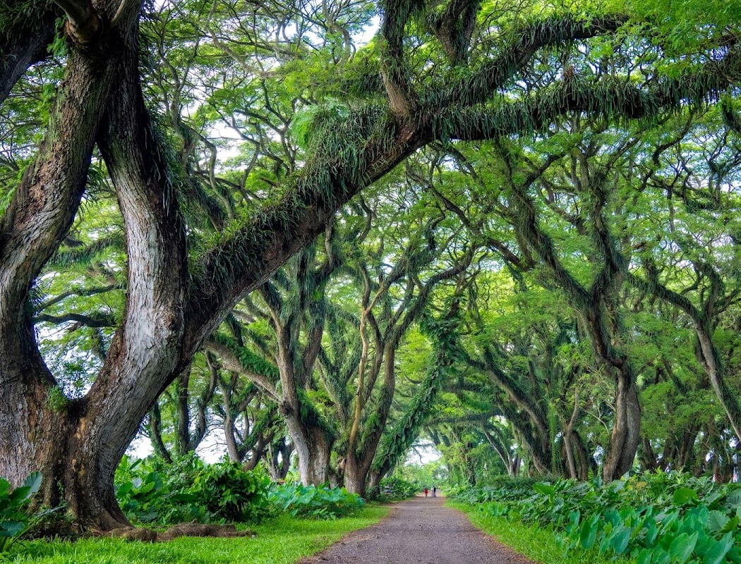 De Djawatan Forest 1