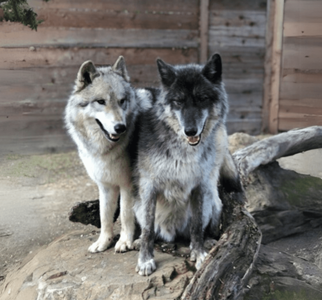 Wolf Awareness Day 1