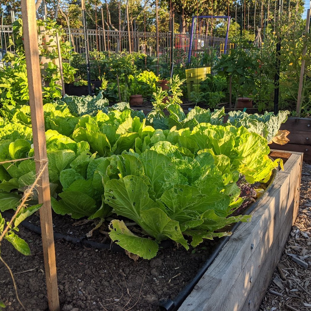 Latham Community Garden 1