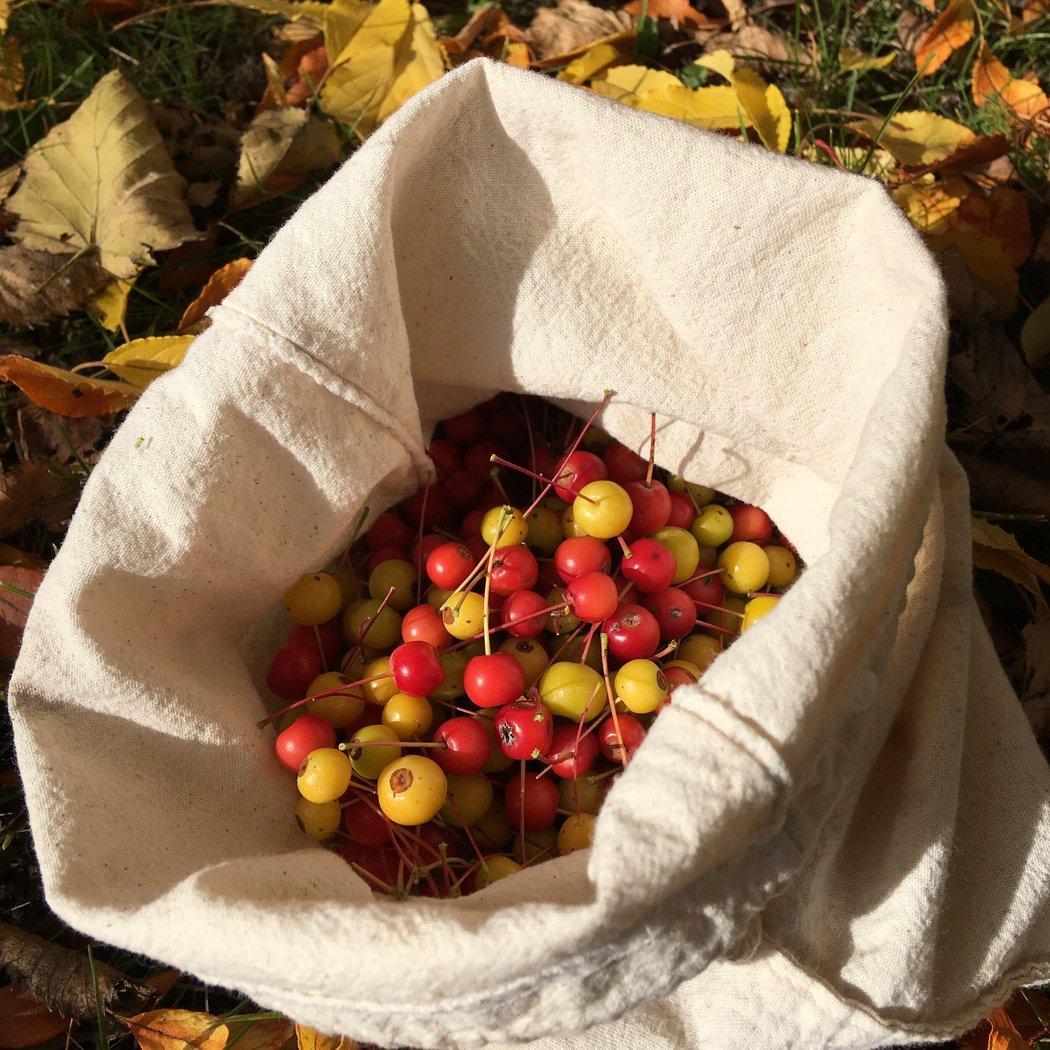Foraging Through the Seasons 2