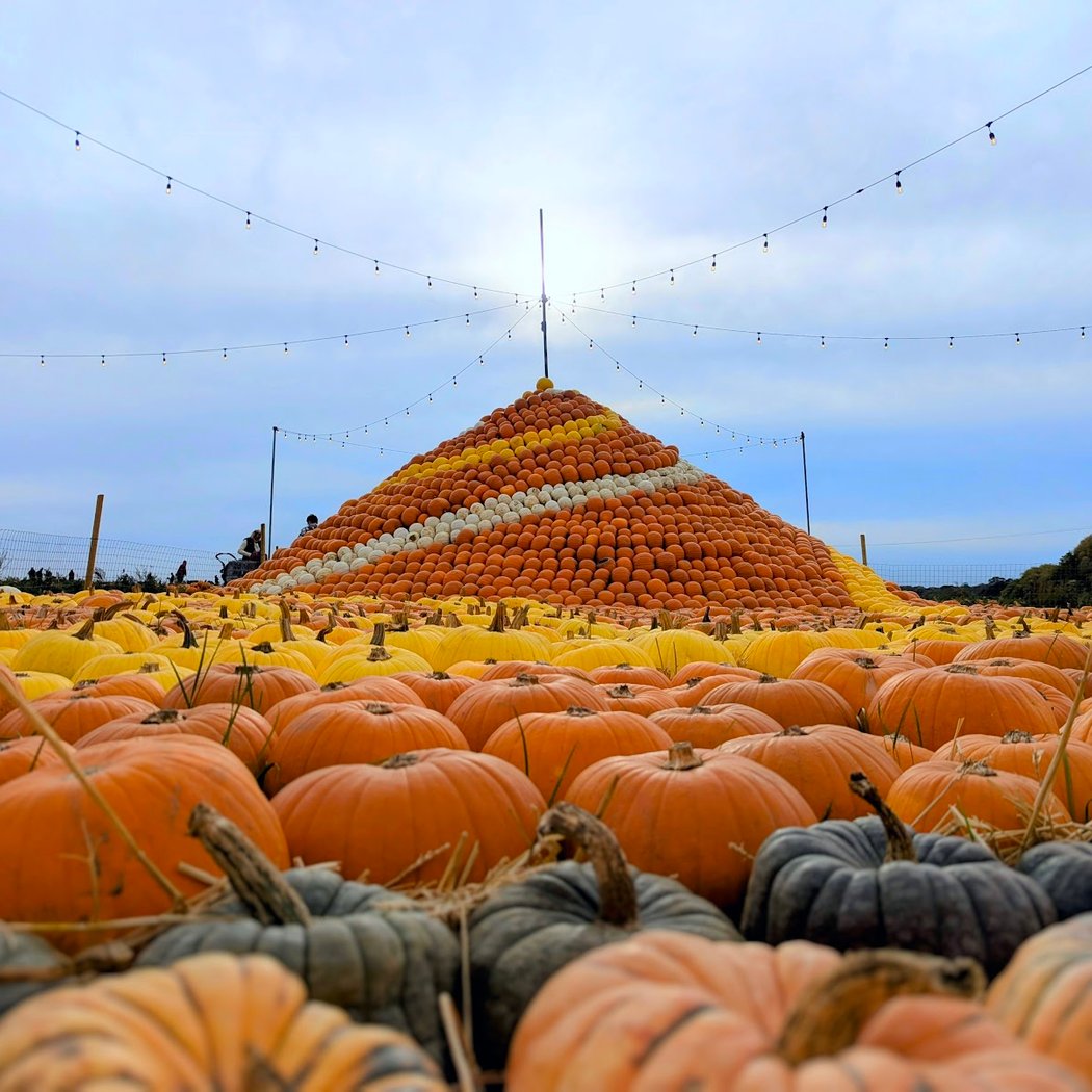 Pumpkin Patch 3