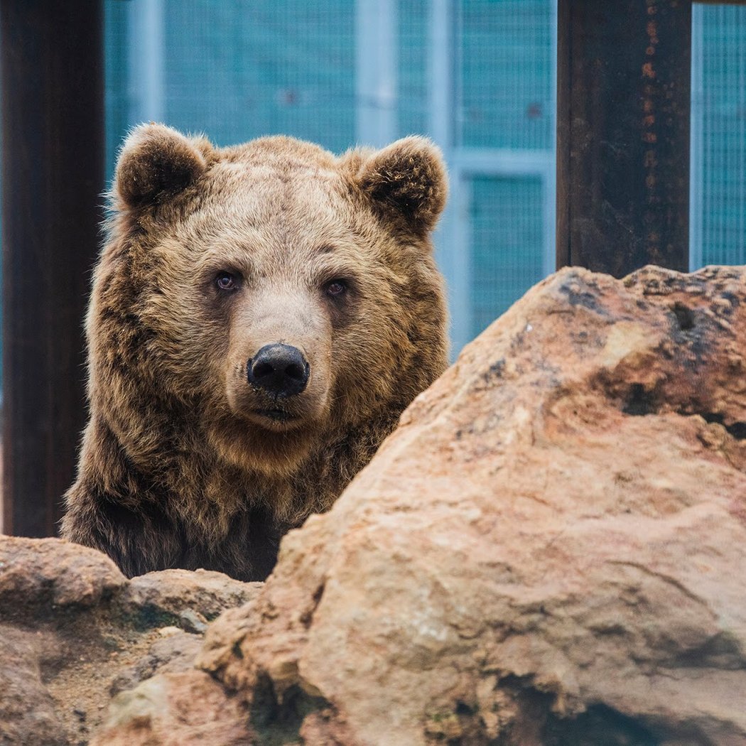 La Tanière - Zoo refuge 1