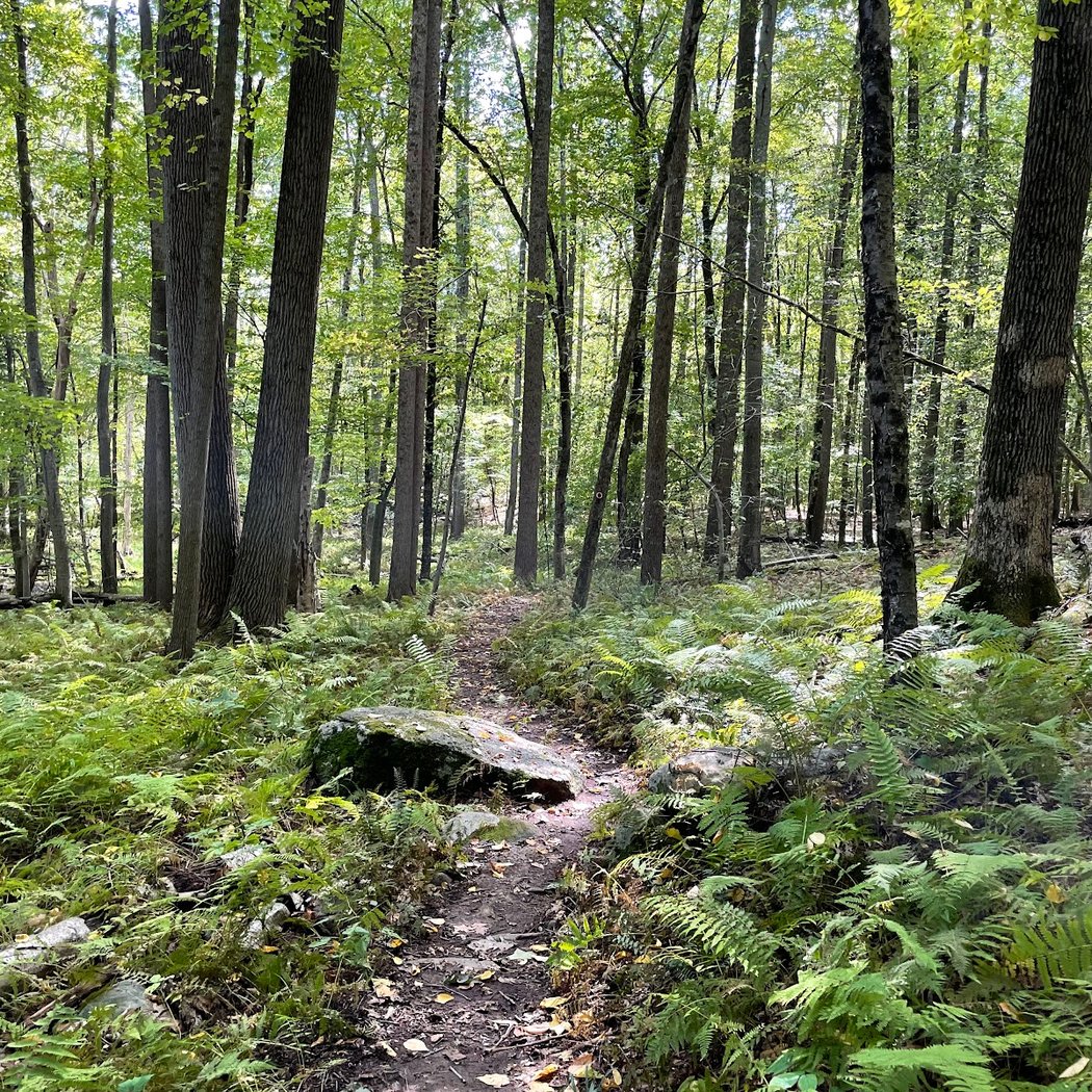 Turkey Mountain 2