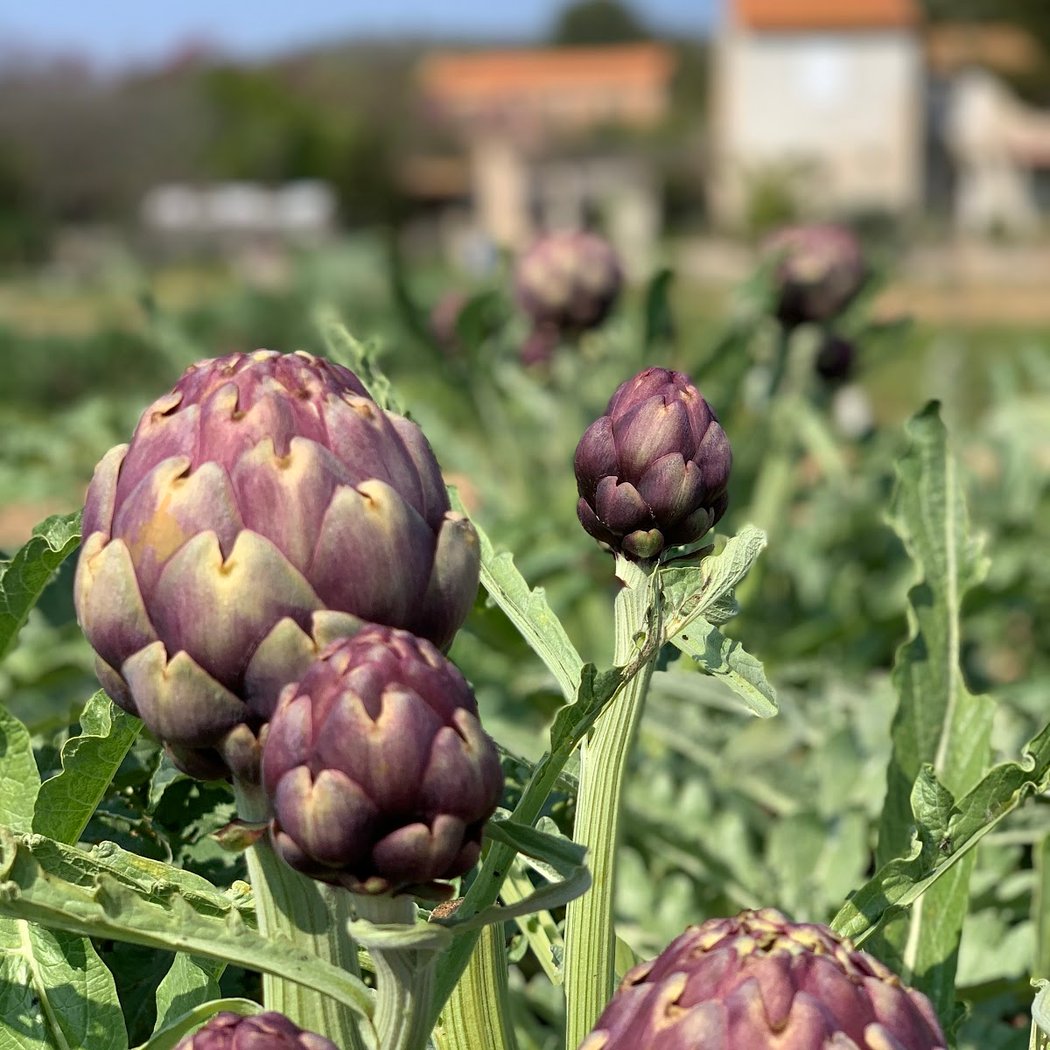 Les Jardins de Julien 1