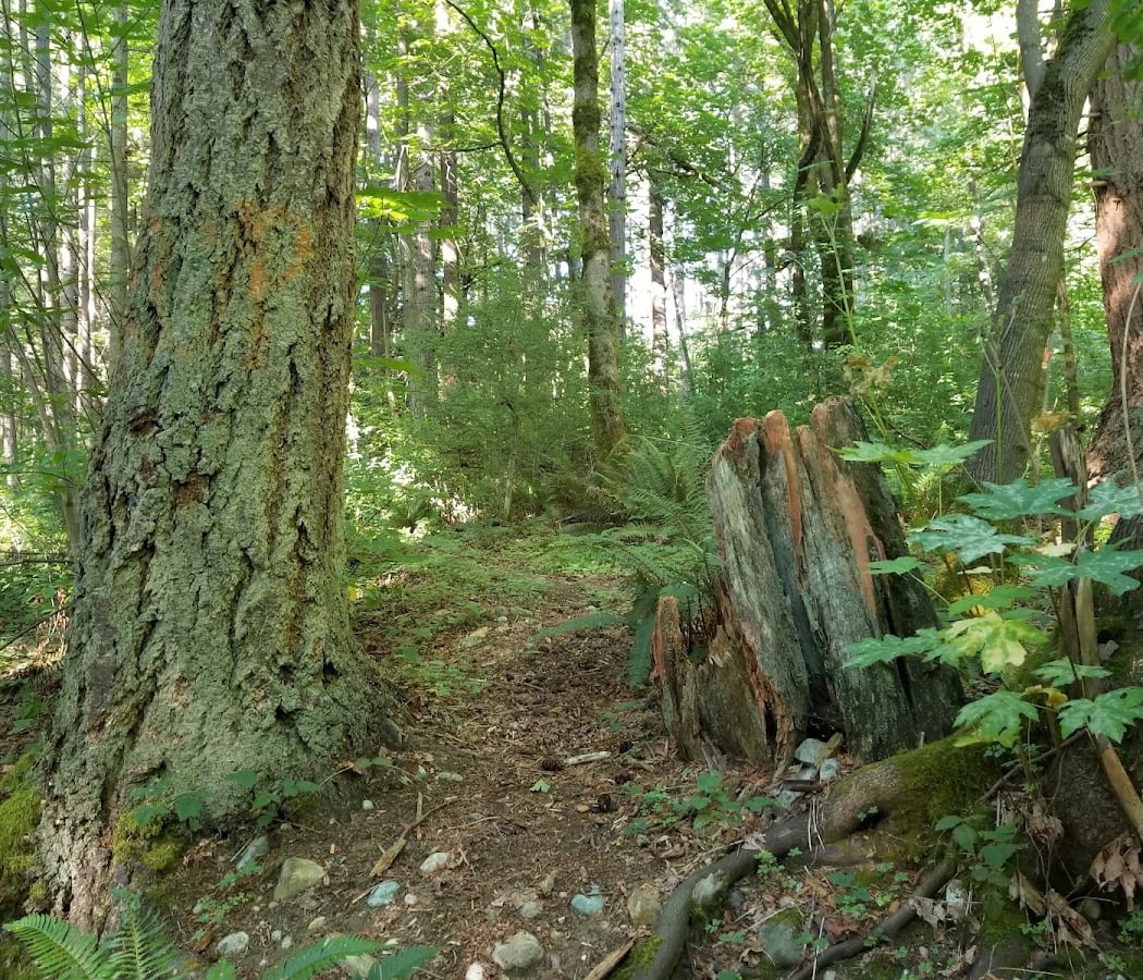 Shelton View Forest - 7th Ave. W. Trailhead 3