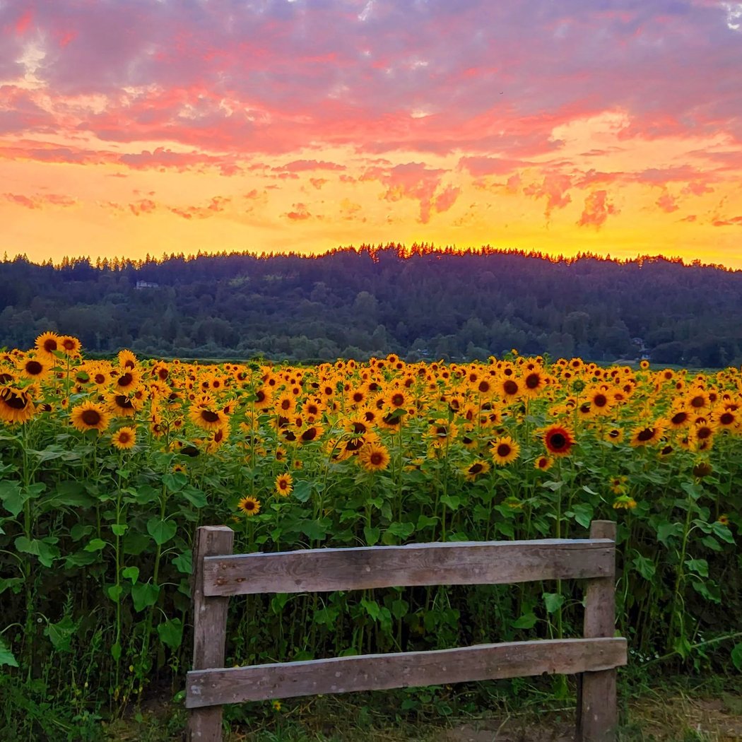 Sunflower Maze 1