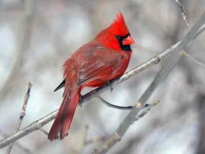 Birdwatching in Wantagh 1