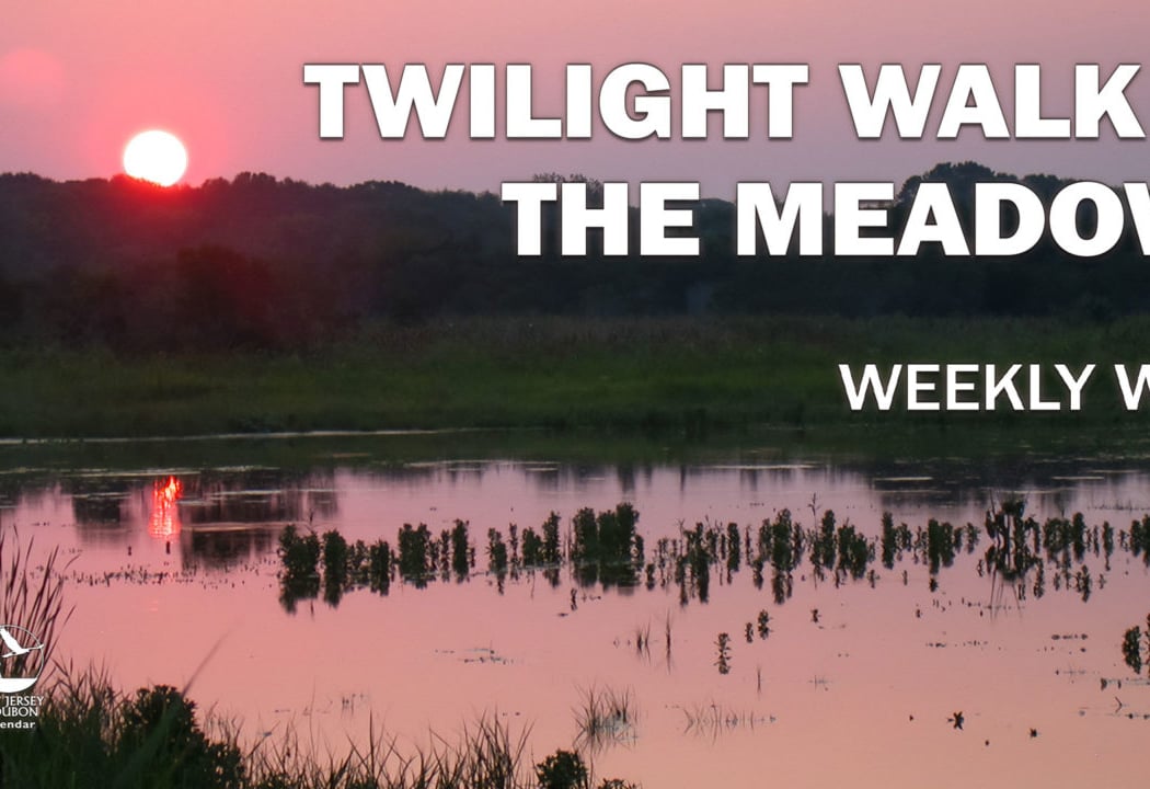 Twilight Walk at the Meadows 1