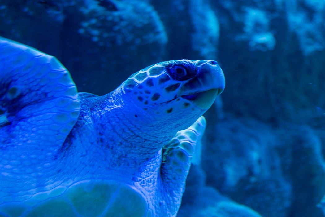 Visita a las tortugas marinas en familia 2