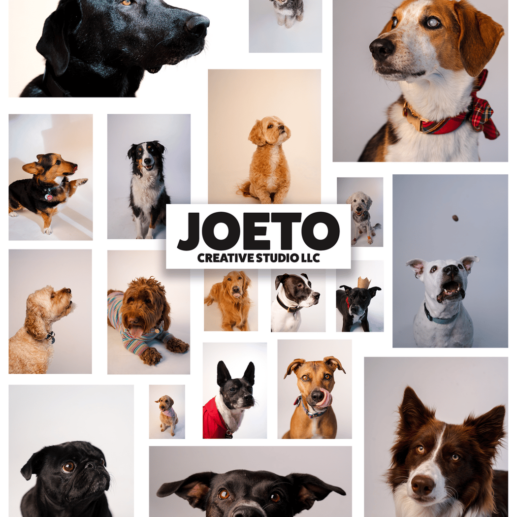 DOG PORTRAIT DAY 1