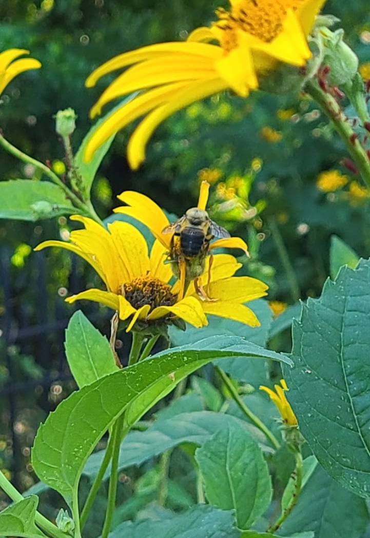 Highland Park Horticulture Helpers 1
