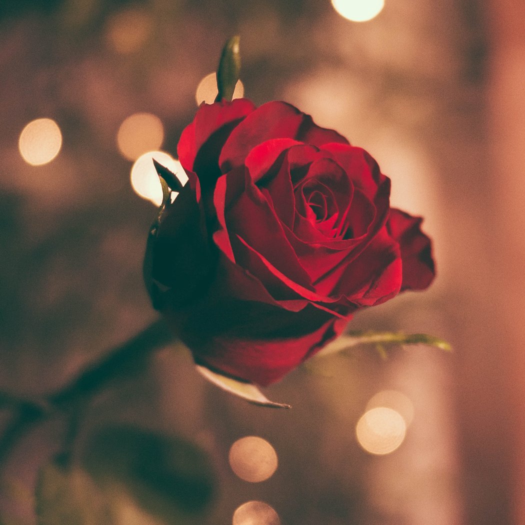 Dîner dansant de la Saint-Valentin 1