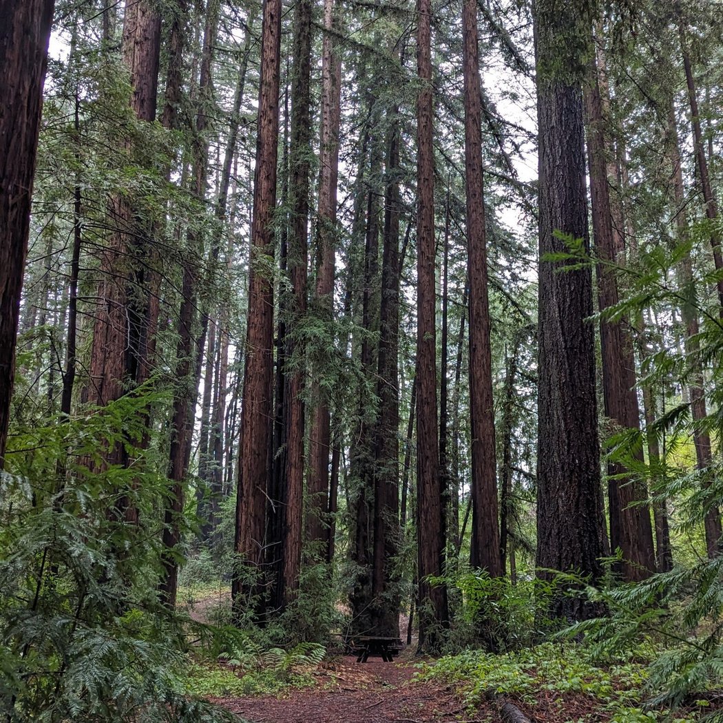 Archer Taylor Preserve Volunteer Day 2