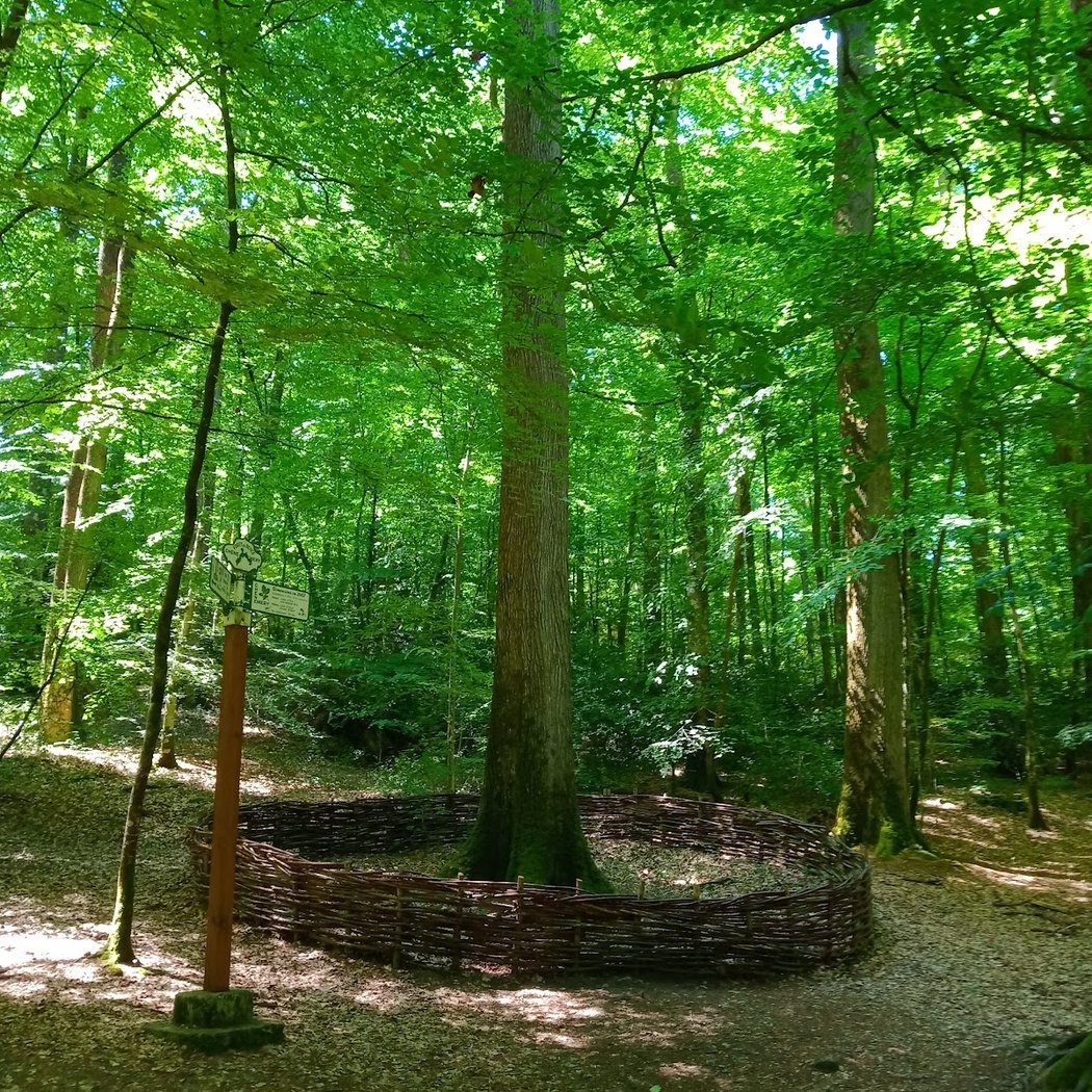 Forêt Domaniale de Bercé 1