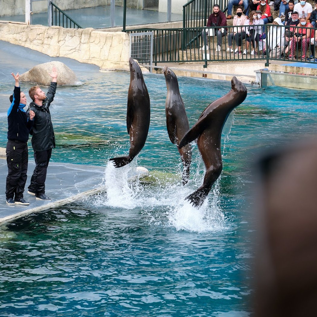 Odyssey Of Sea Lions 1