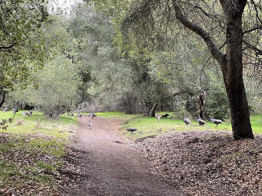 Stevens Creek County Park 2