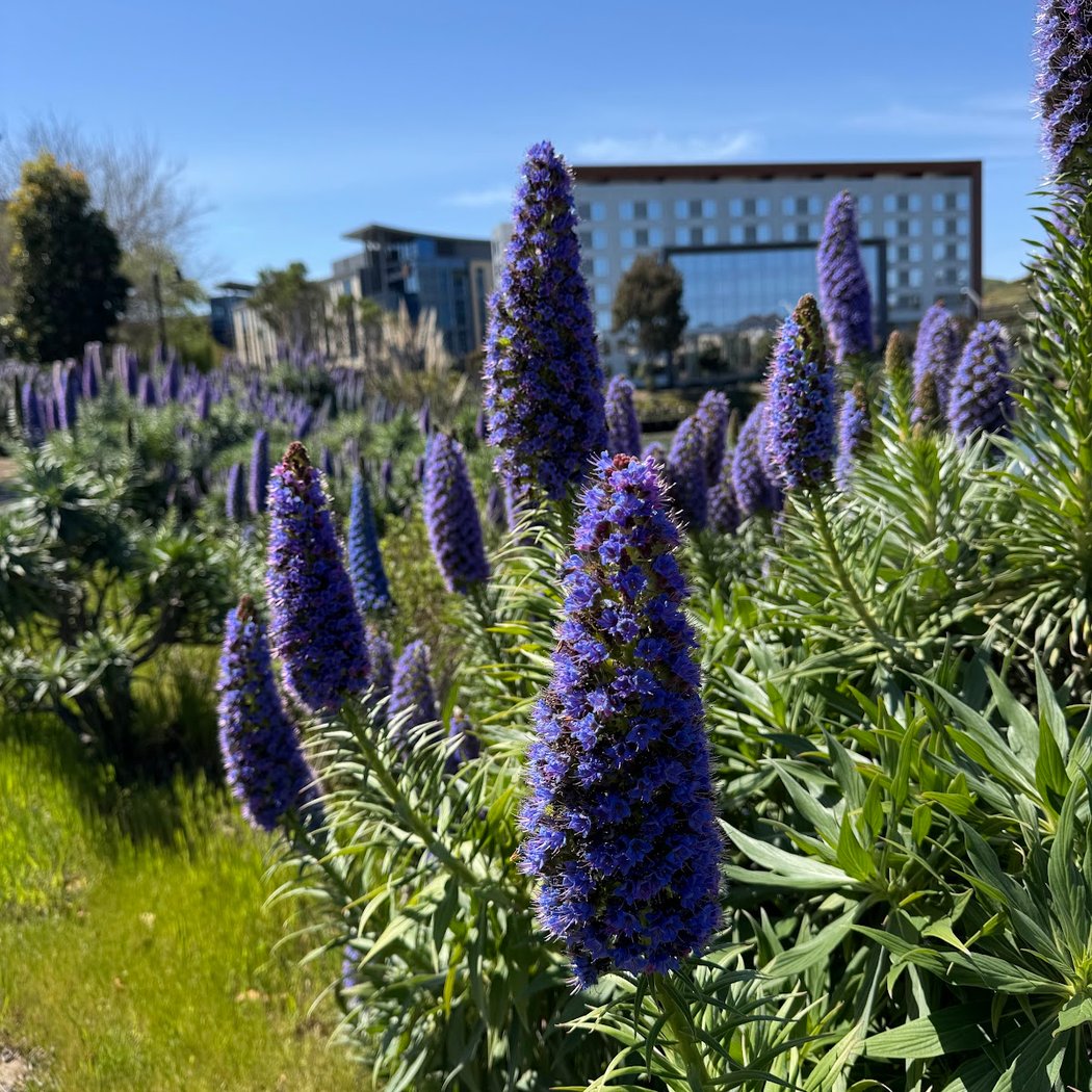 San Francisco Bay Trail, South San Francisco, CA 94080 3