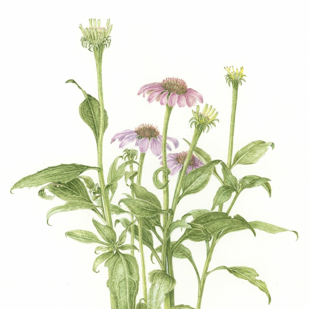 An Introduction to Botanical Art in Graphite and Watercolor 1