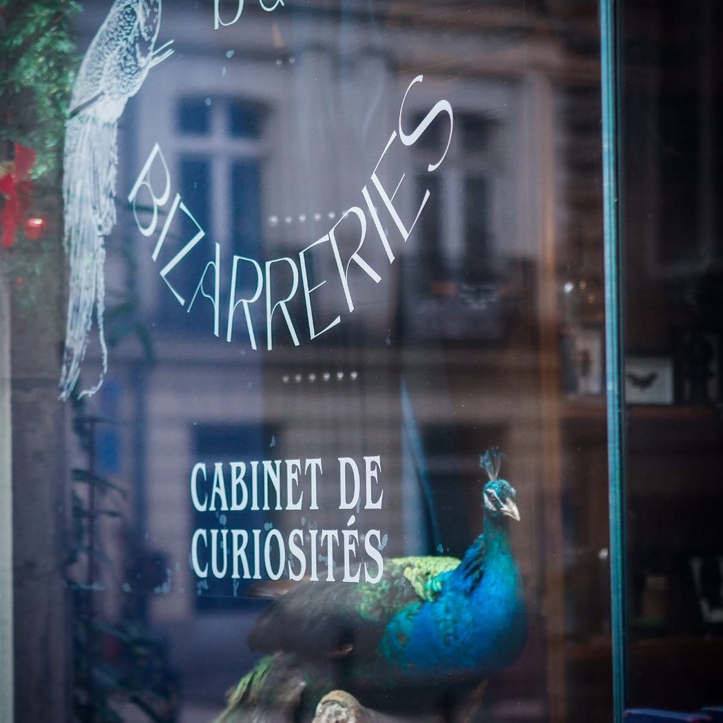 Bibelots et Bizarreries (Cabinet de curiosités) 3