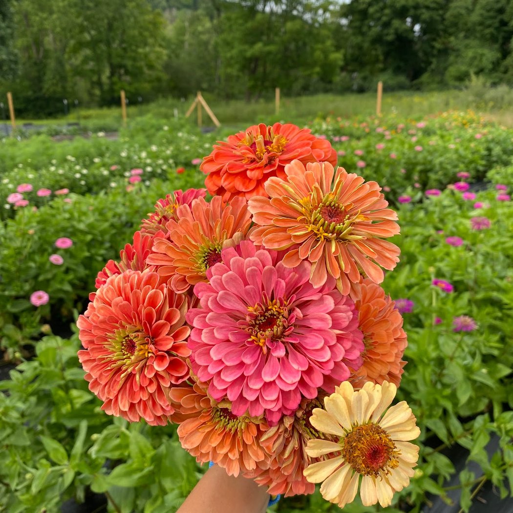 Honeybee Grove Flower Farm 3