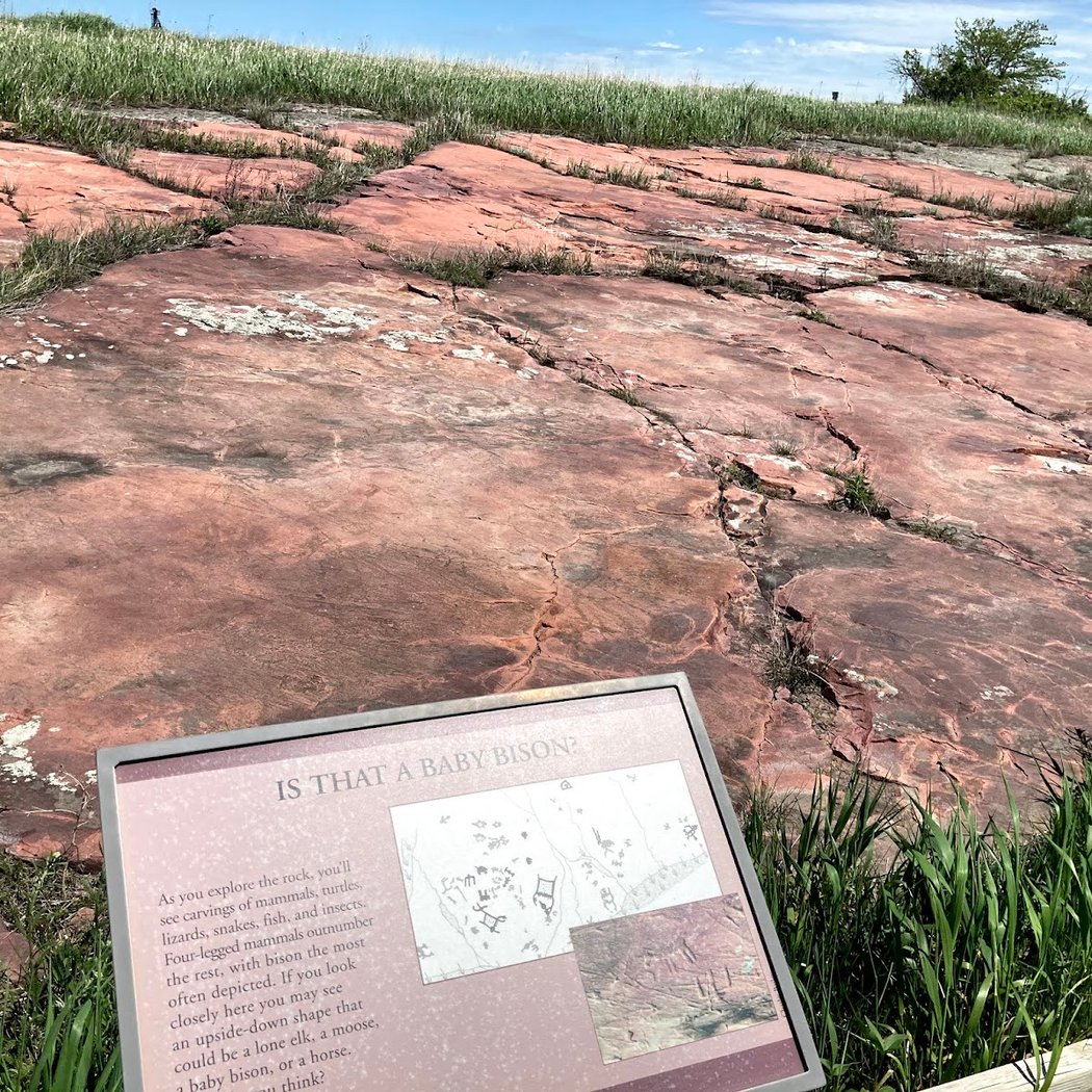 Author Talk: Learn about Lichen with the Bell Museum 2