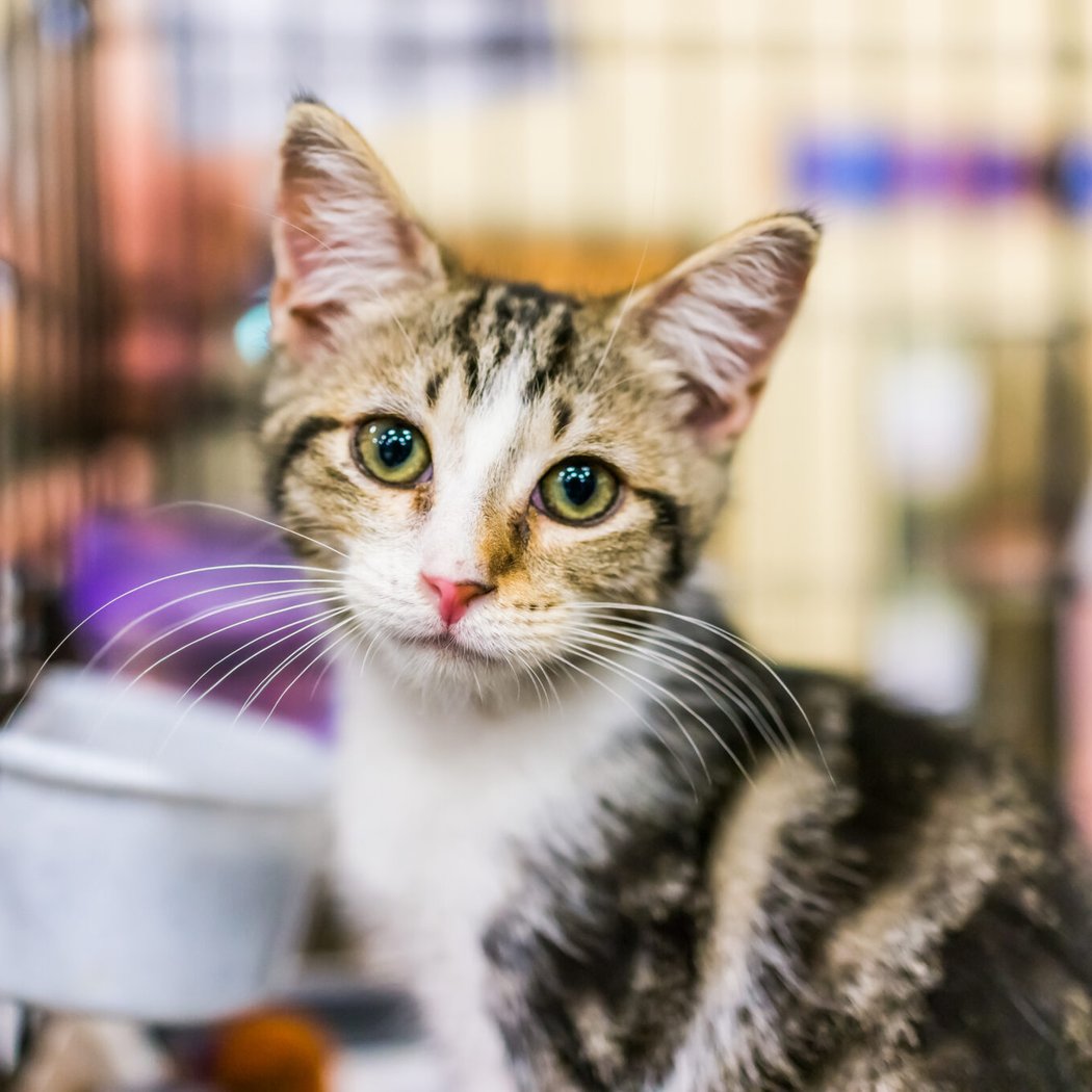 Kitten & Cat Adoption Event