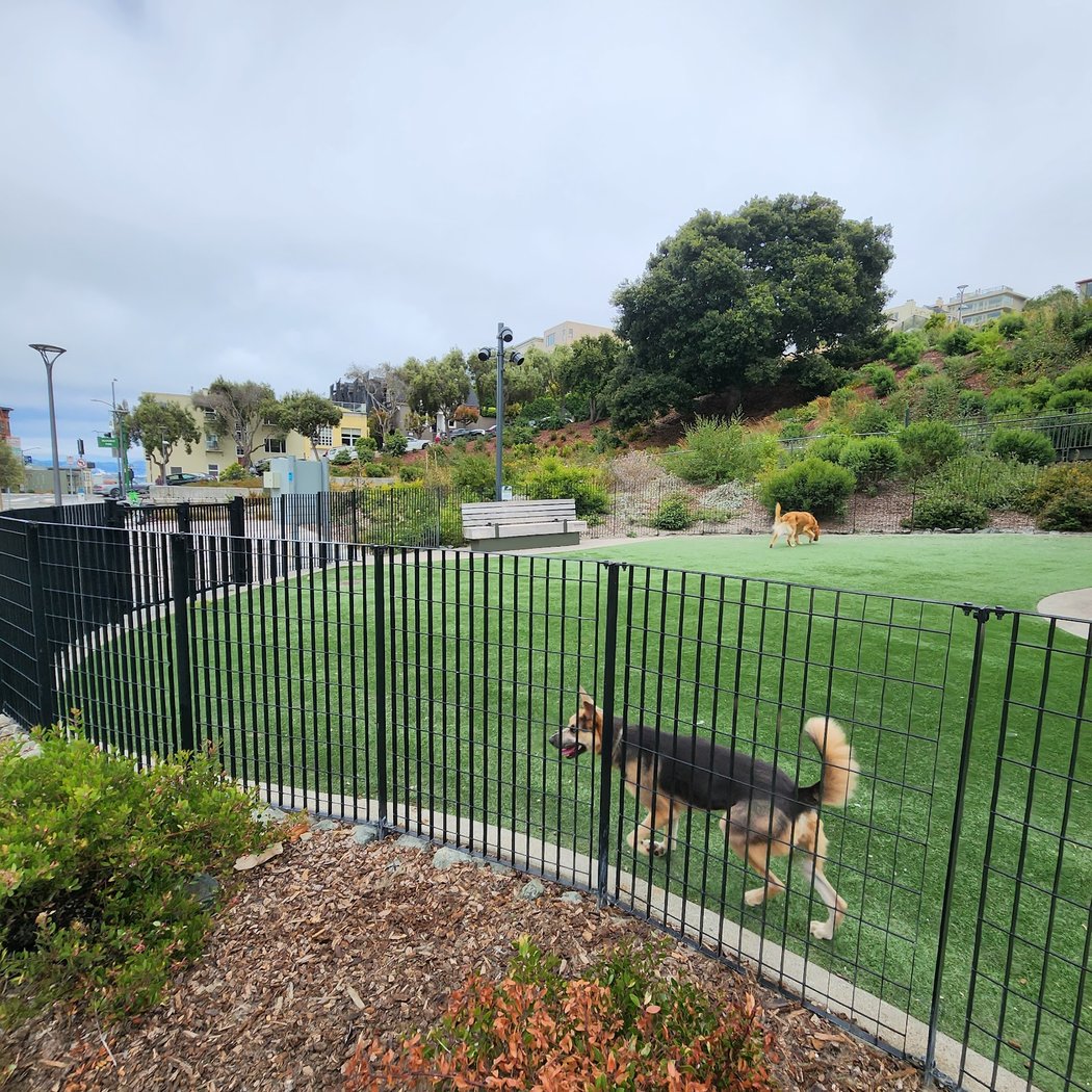 Pepi's Dog Play Area 2