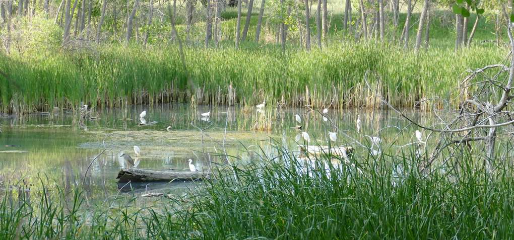 Morrison Nature Center 1
