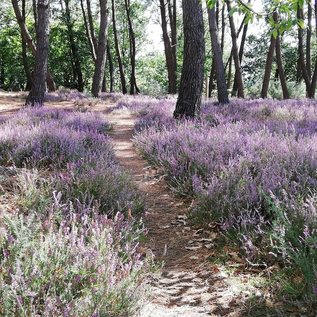 Bahurel Woods 1
