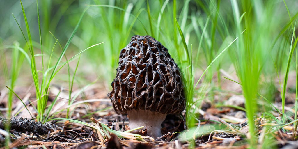 Mushroom Hunt 2