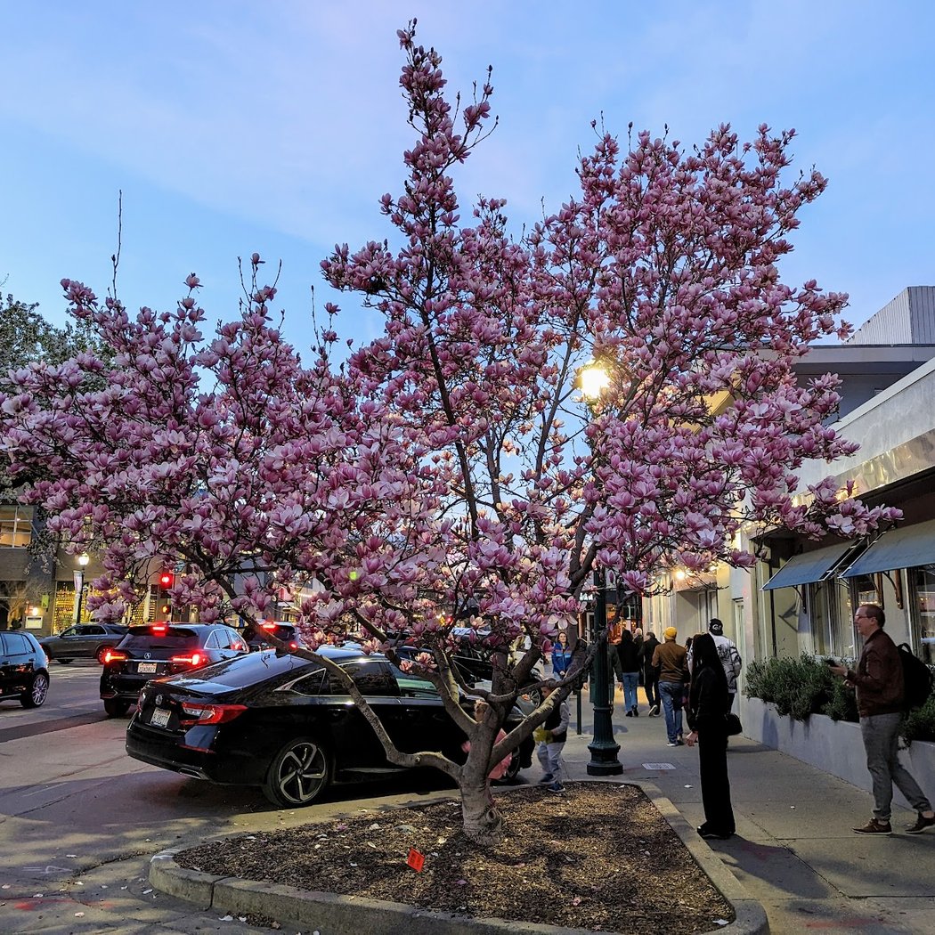 Walnut Creek 4