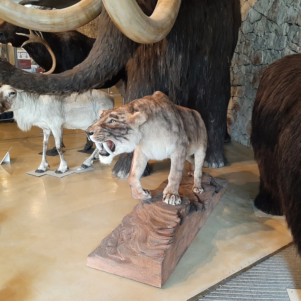 Museum of Prehistory of the Gorges du Verdon 4