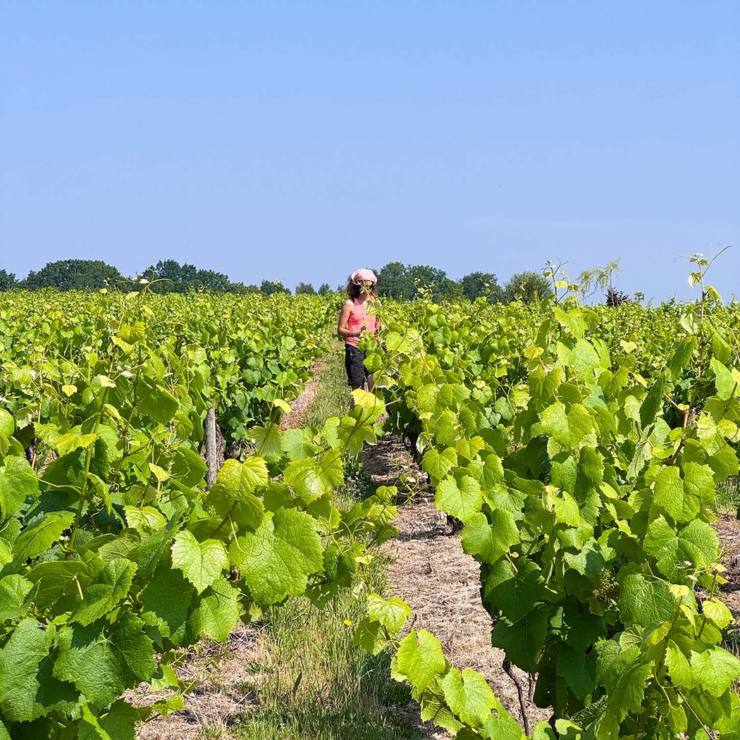 Domaine de la Chevrue "muscadet - nantais" 2