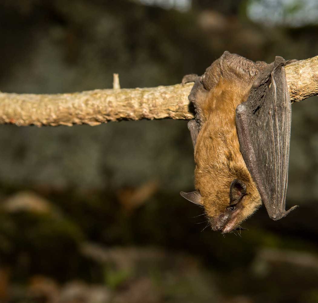 Teen Bat Crawl 2